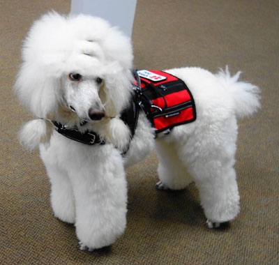 what are service dogs trained to do the service psychiatric service dogs for ptsd panic disorder and depression what are service dogs trained to do the service psychiatric service dogs for ptsd panic disorder and depression